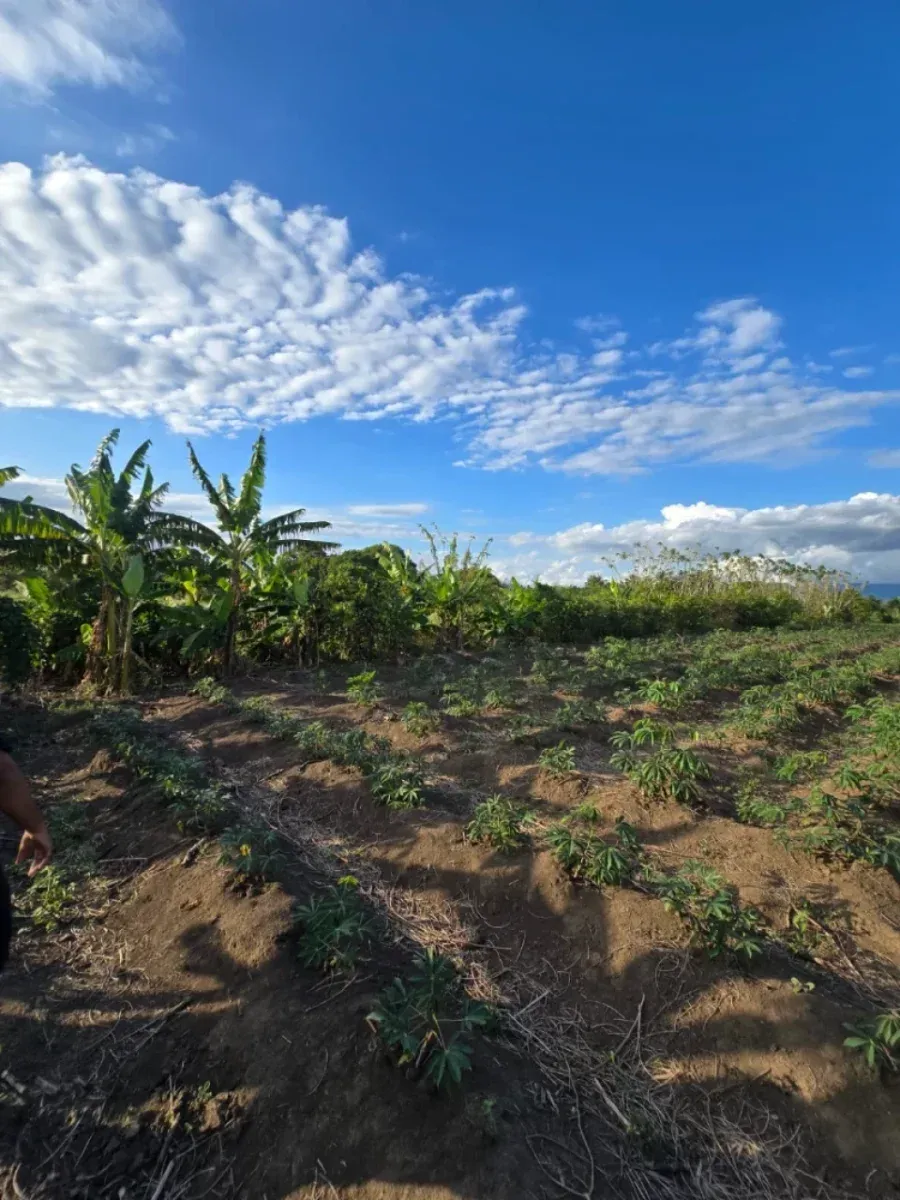 Terreno a Puñal, in vendita, foto 2