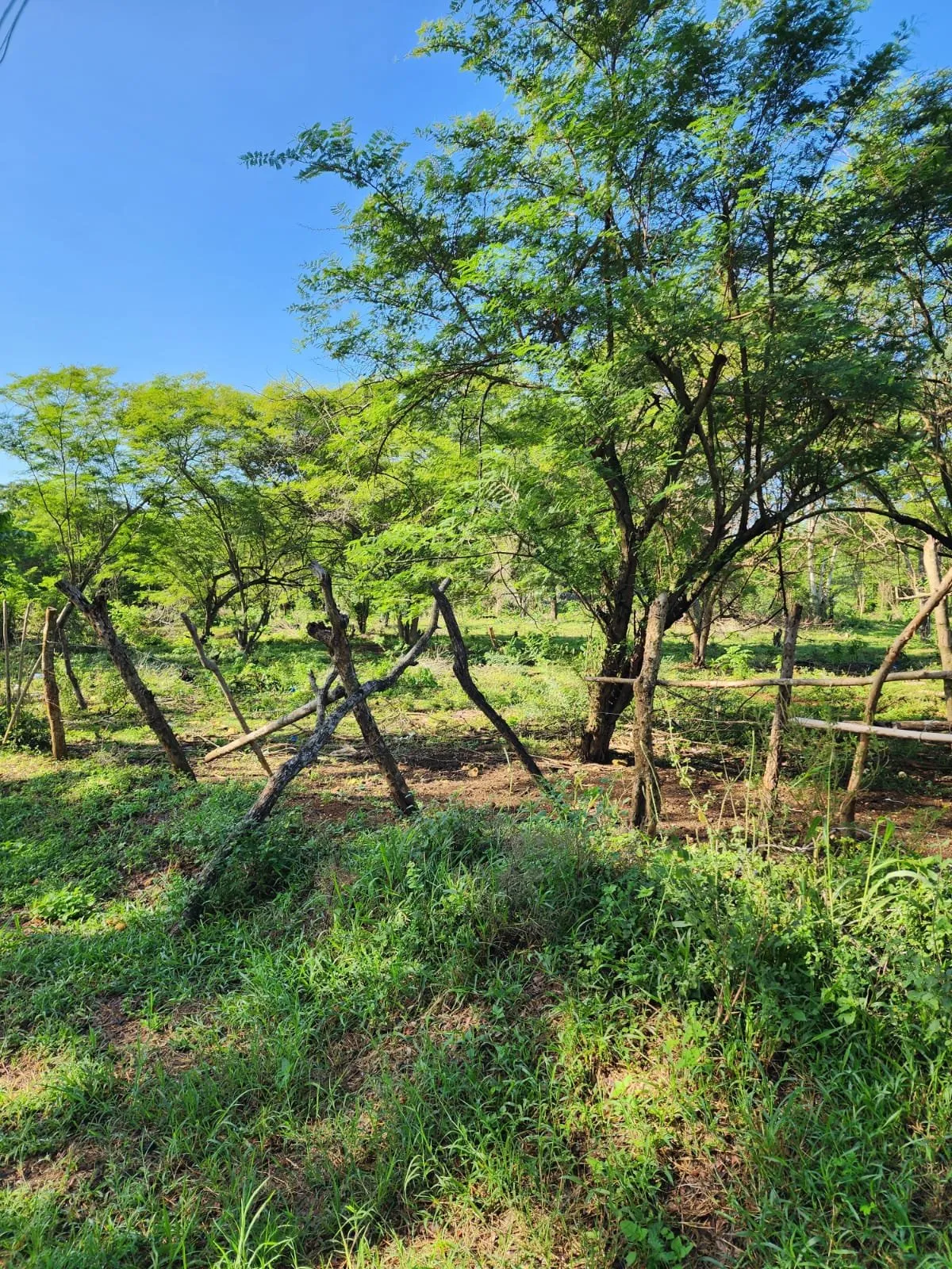 Terrain à El Choco – Sosúa, photo 2