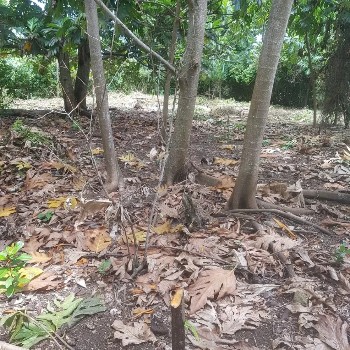 Land in Cabrera, El Bretón, 3800 m², photo 5