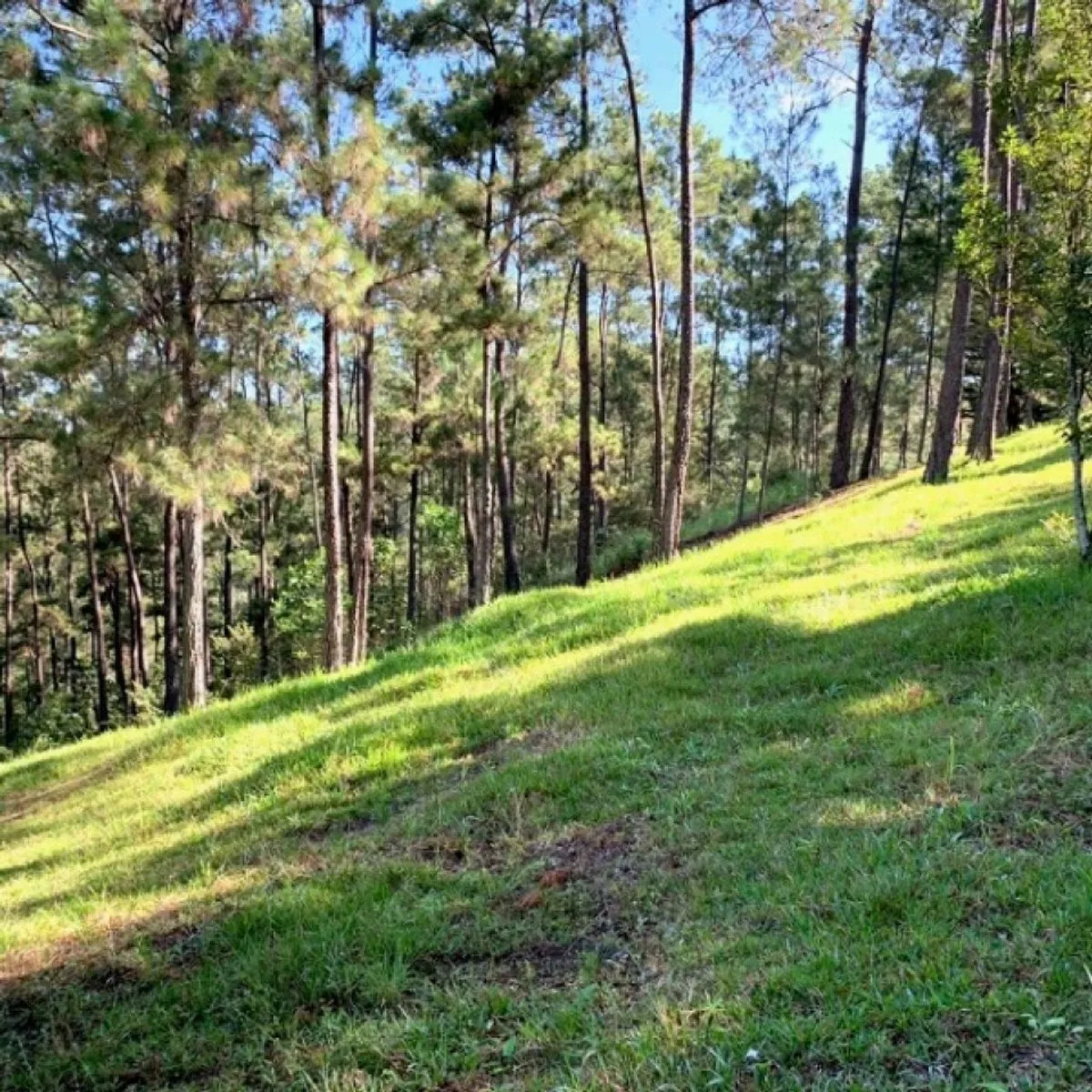 Land in Jarabacoa, Jarabacoa, photo 6