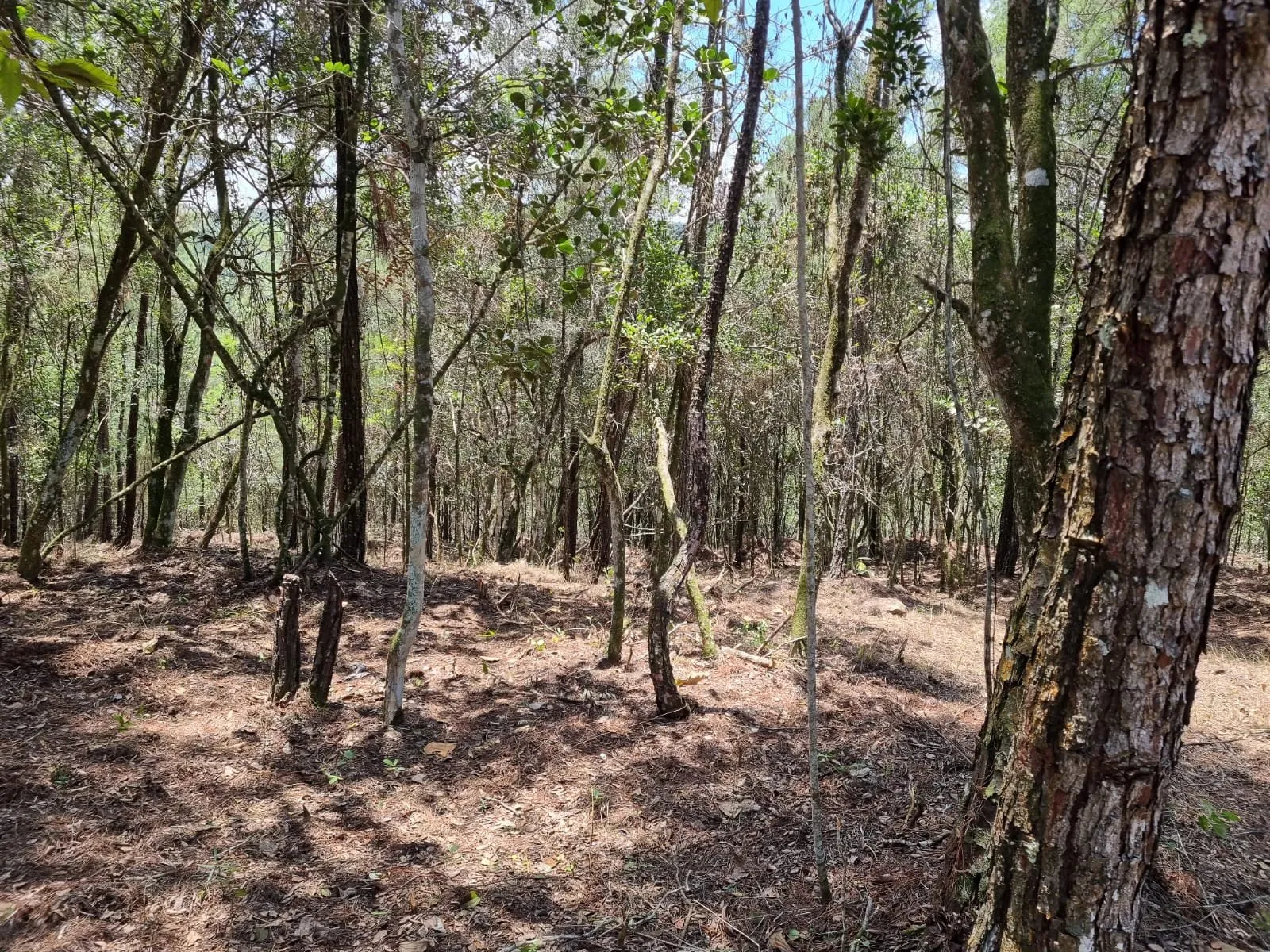 Opportunité Exceptionnelle d'Investissement dans un Terrain à Jarabacoa, photo 13