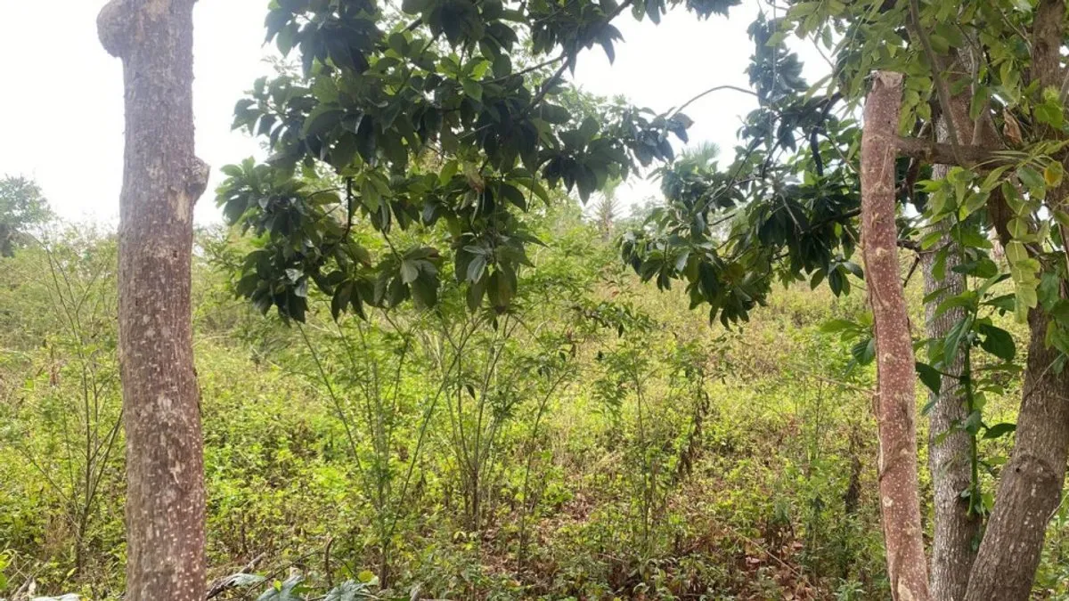 Terreno a Cabrera, Catalina Abajo, 650 m², foto 3