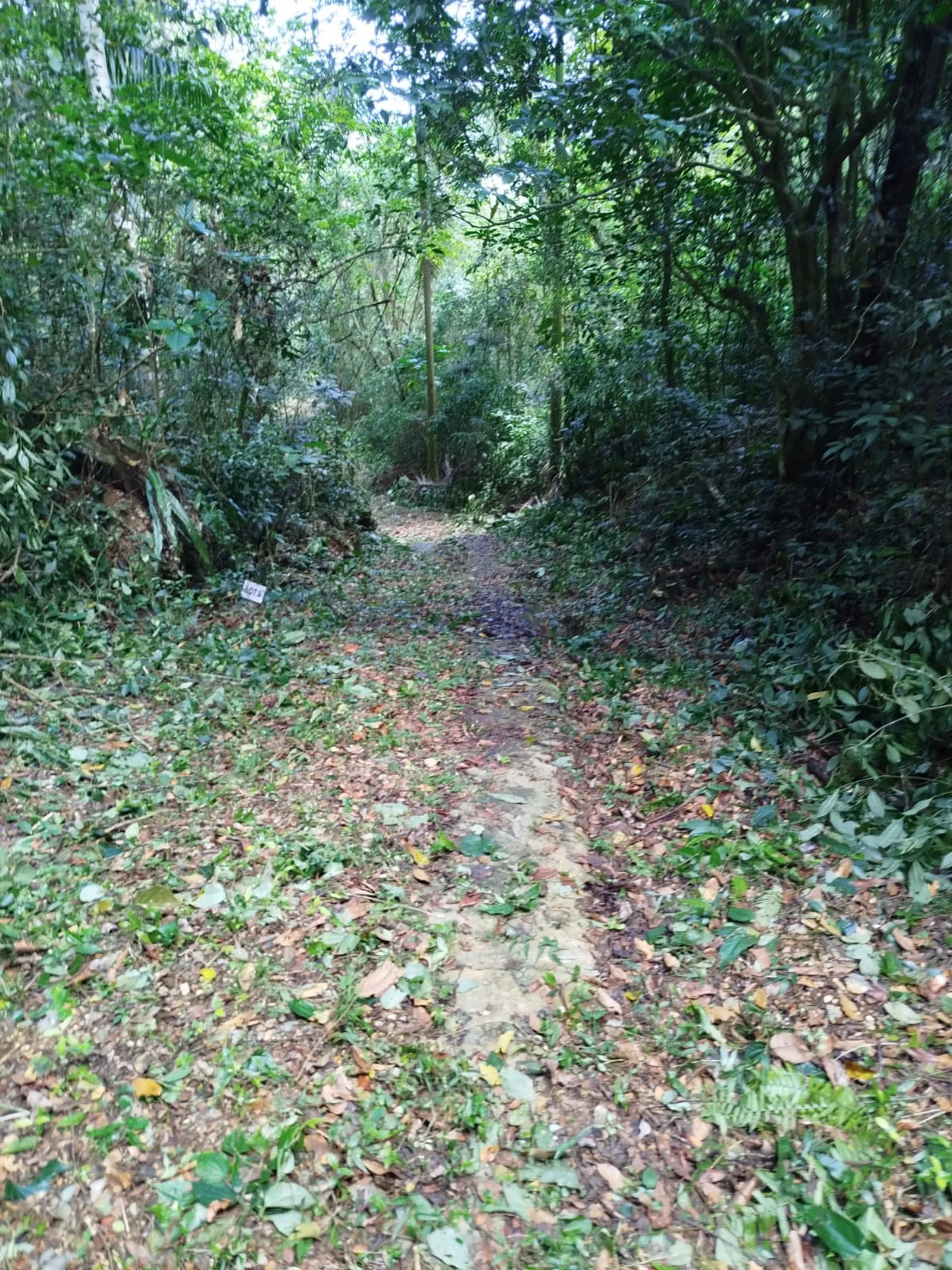 TERRENO EN VENTA EN LAS TERRENAS SAMANÁ, photo 3